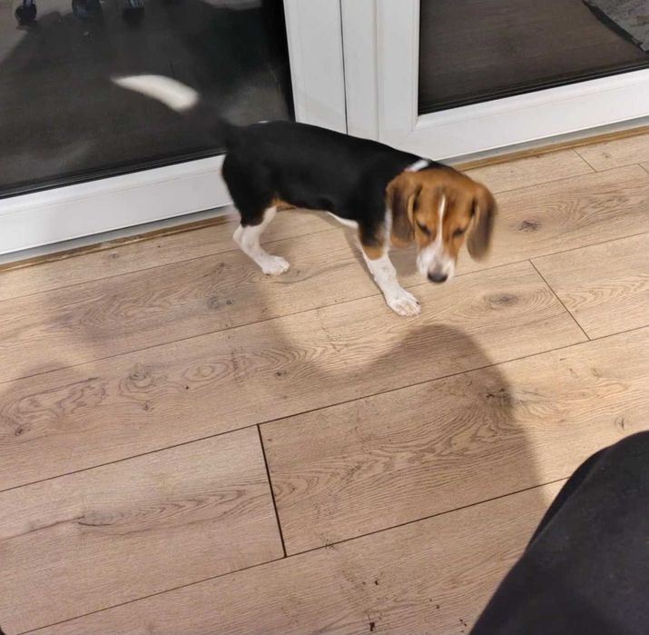 Mądra inteligentna i śliczna suczka