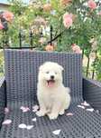 Samoyed typ misia sunia