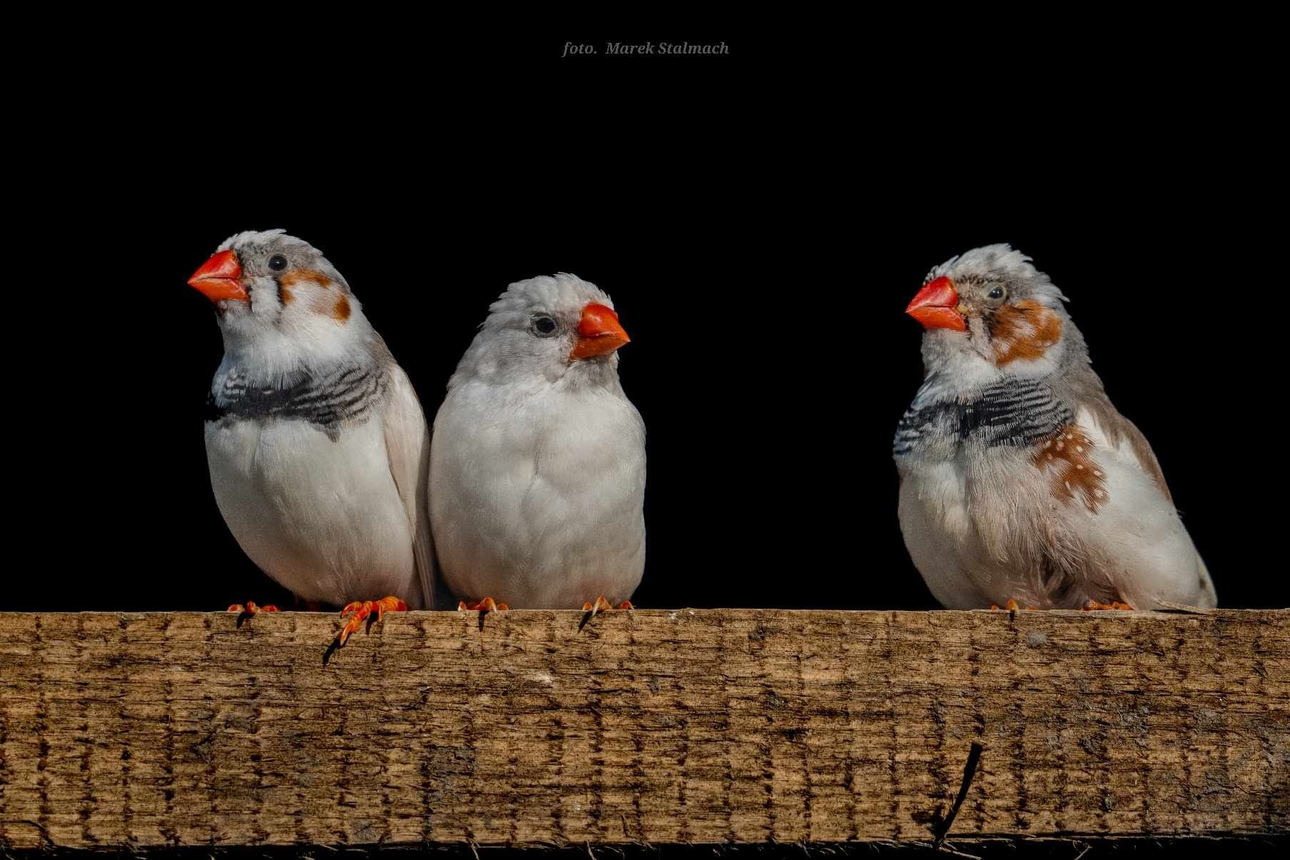 Zeberki-Amadyny Chorzów