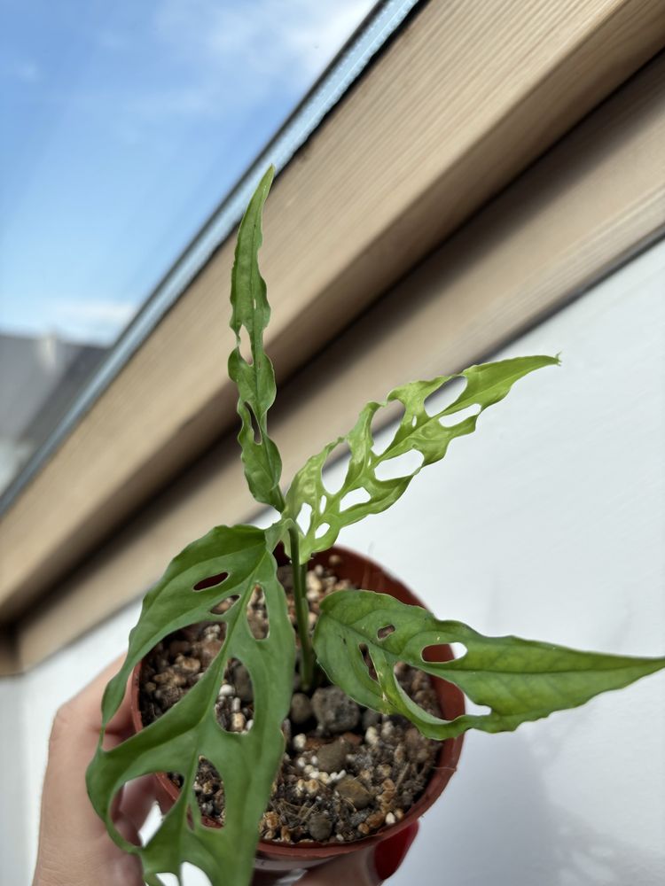 Monstera Obliqua Peru MO4