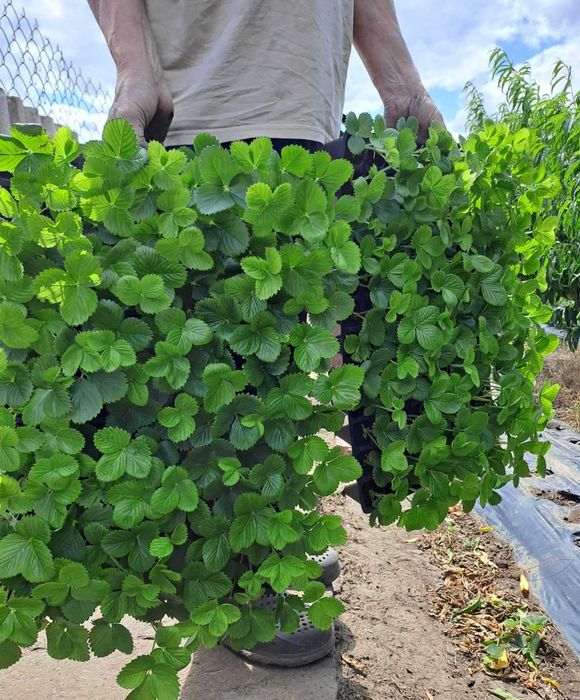 Касетну розсаду ранньої клубніки