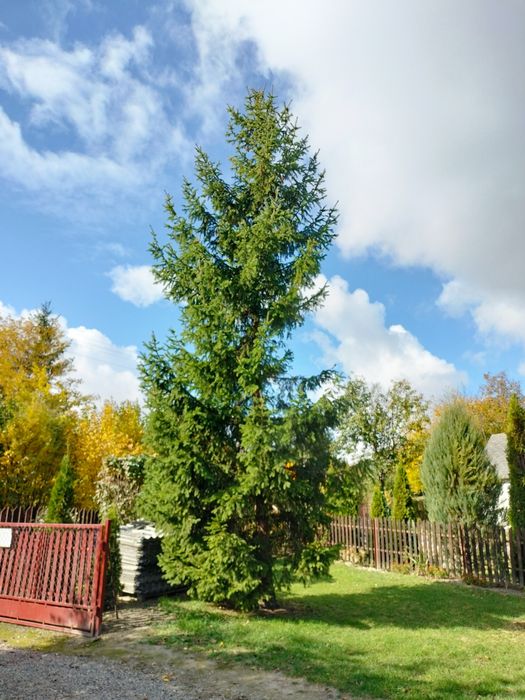 Oddam drzewo Swierki