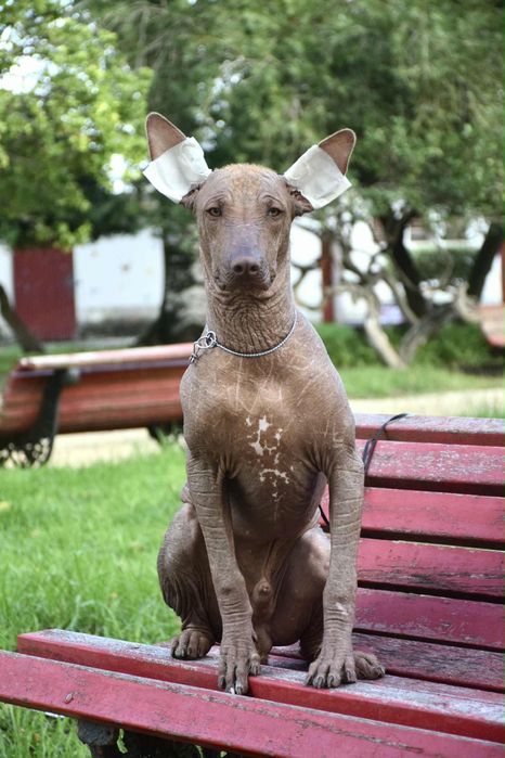 Xoloiztcuintle Standart - Variedade sem pelo