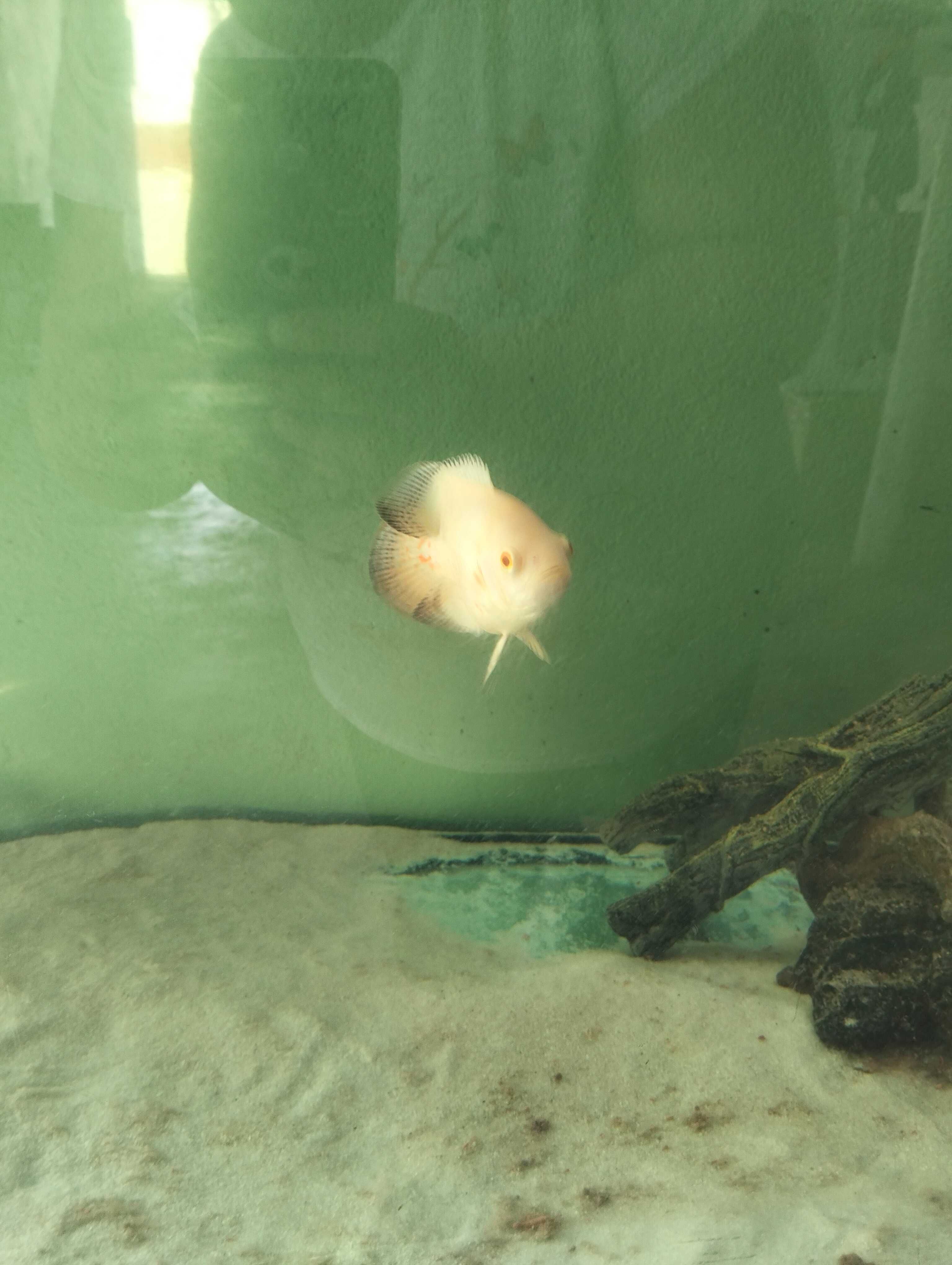 Peixe Óscar para venda