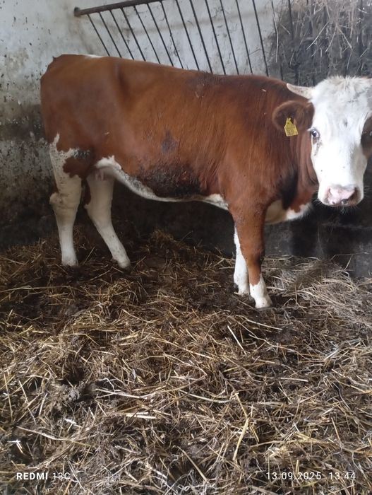 Jałówka jałówki simental cielna. Cielaki