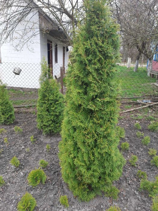 Самшит. Накладний платіж. Найкращі ціни Вічнозелені рослини