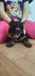 York pies yorkshire terrier mini