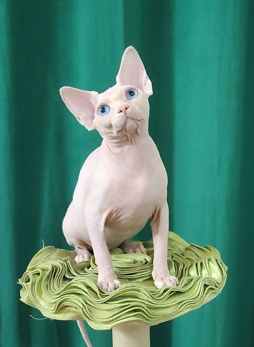 Голубоокий чудний хлопчик