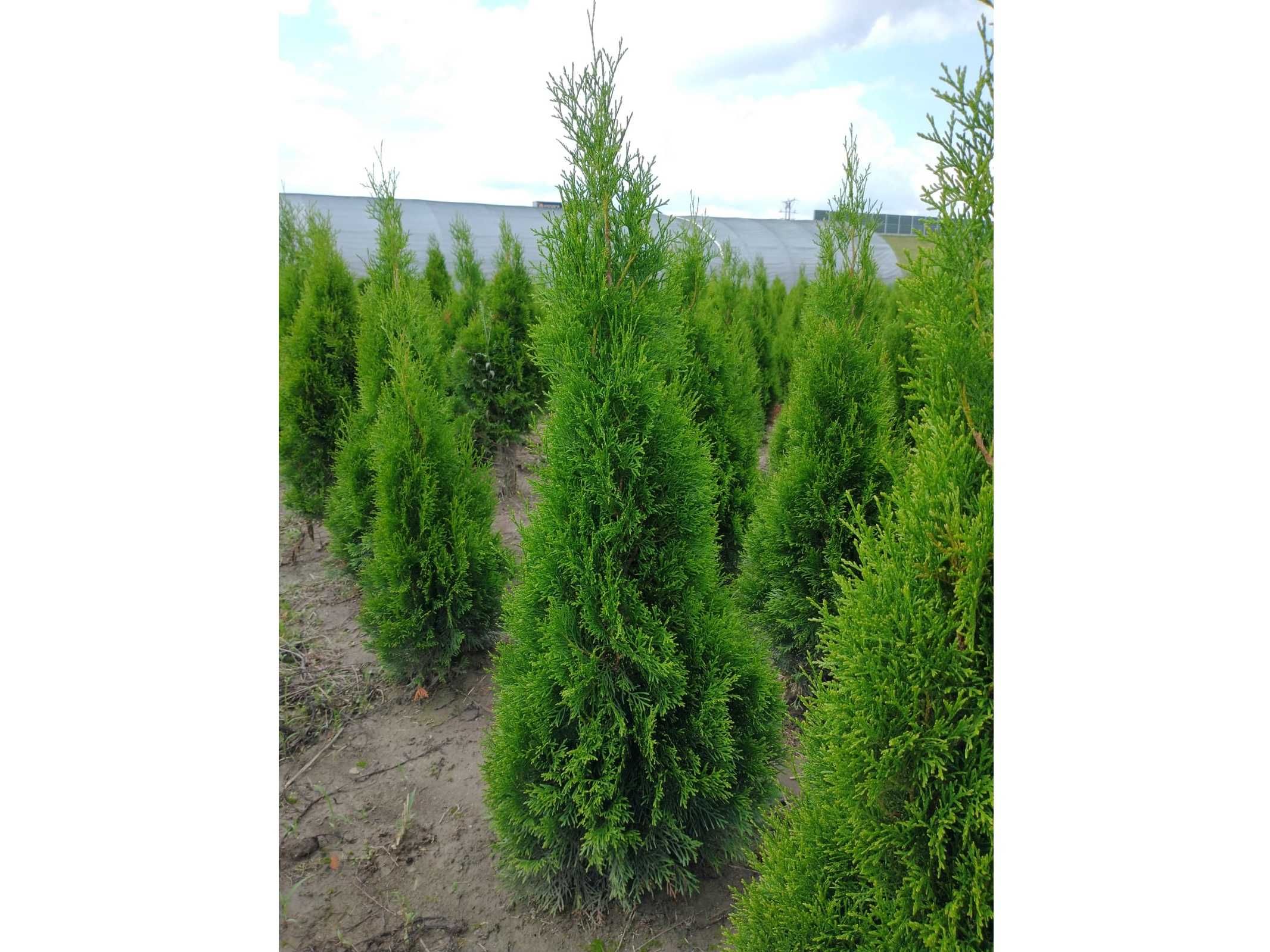 Tuja Szmaragd 100,120,140,150,160 cm! Thuja Smaragd! Dostawa! Sadzimy!