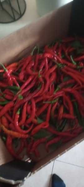 papryka peperoni i czyli Czerwona