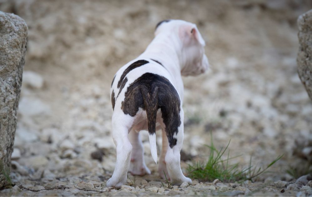 Suczka American Staffordshire Terrier Amstaff z rodowodem FCI ZKwP