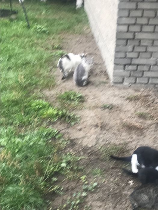 Koty , kotki za darmo