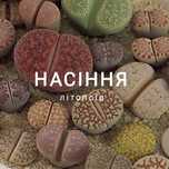 Насіння літопсів 54 вида литопсы, литопс, живые камни, Lithops