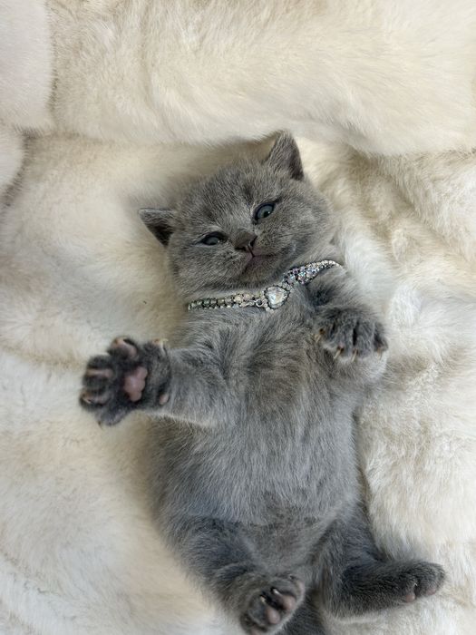 Британська плюшева прямоуха кішечка. Прямоуха кішечка.