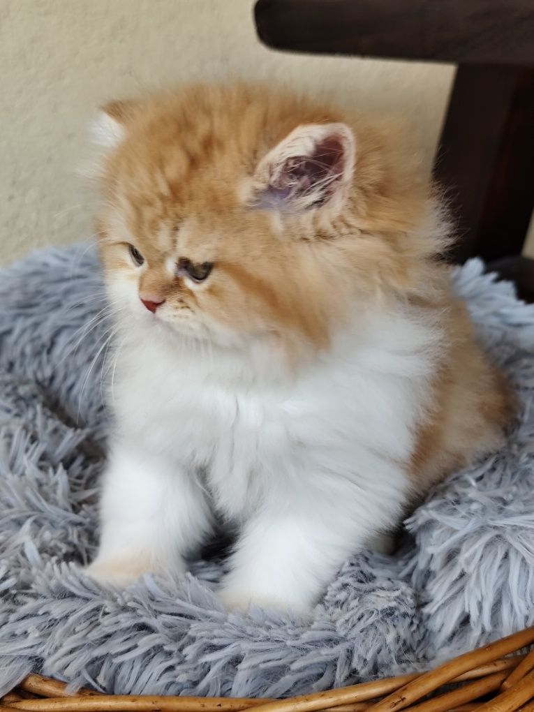 Perski rudy kocurek