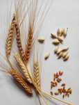 Pszenica płaskurka Triticum dicoccum | do siewu |