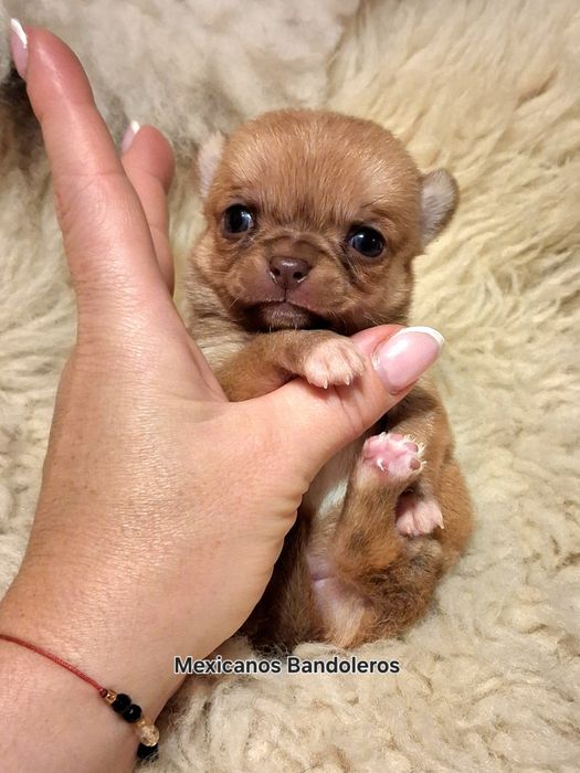 NAJPIĘKNIEJSZA MINI KRÓLEWNA chihuahua.  Krótkowłosa dziewczynka !