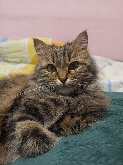 Загубилась кішечка