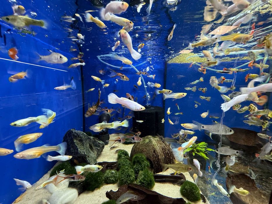 Gupik platinum oraz platinum albino 3-4cm PL hodowla