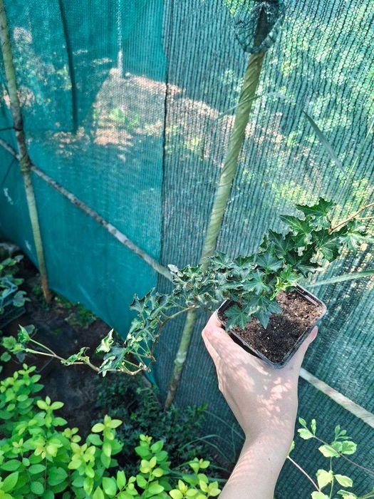 Бруслина (бересклет) Sunspot, Emerald gaiety. Плющ звичайний, Івалейс