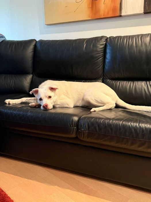 Snow para adoção responsável