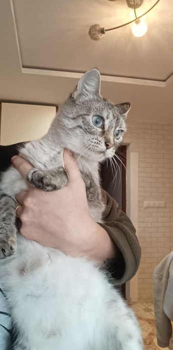 Ladne kotki szukaja domu