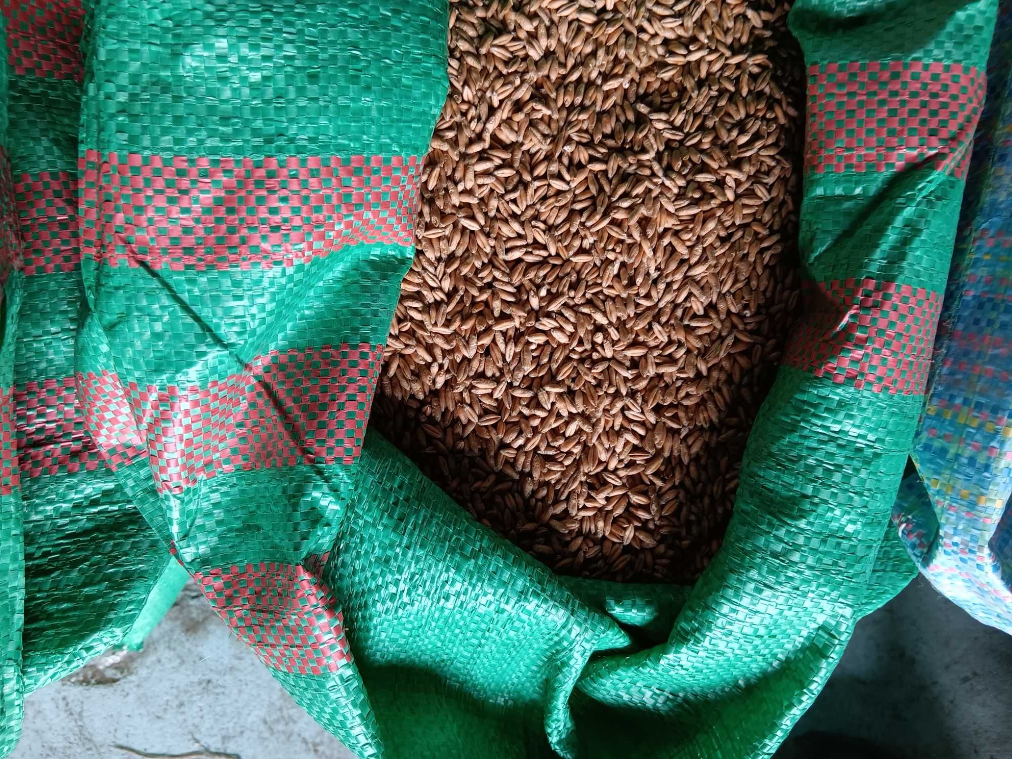 Pszenżyto borwo,toro,tributo,avokado,  meloman