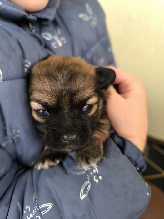 Małe pieski szukają dobrego domu , oddam , za darmo.