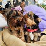 Yorkshire terrier miniaturowy samczyk z Rodowodem