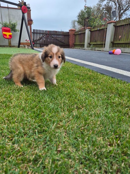 Owczarek szkocki collie