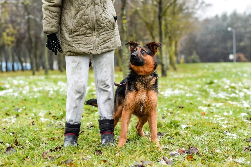 Piękna młoda suczka w typie owczarka niemieckiego do adopcji