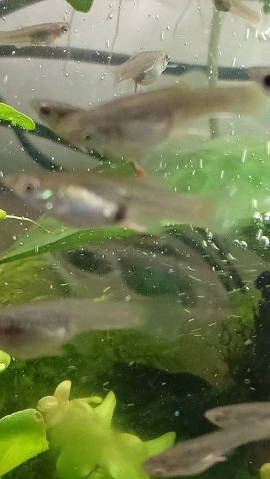 Głupimi endrela młode