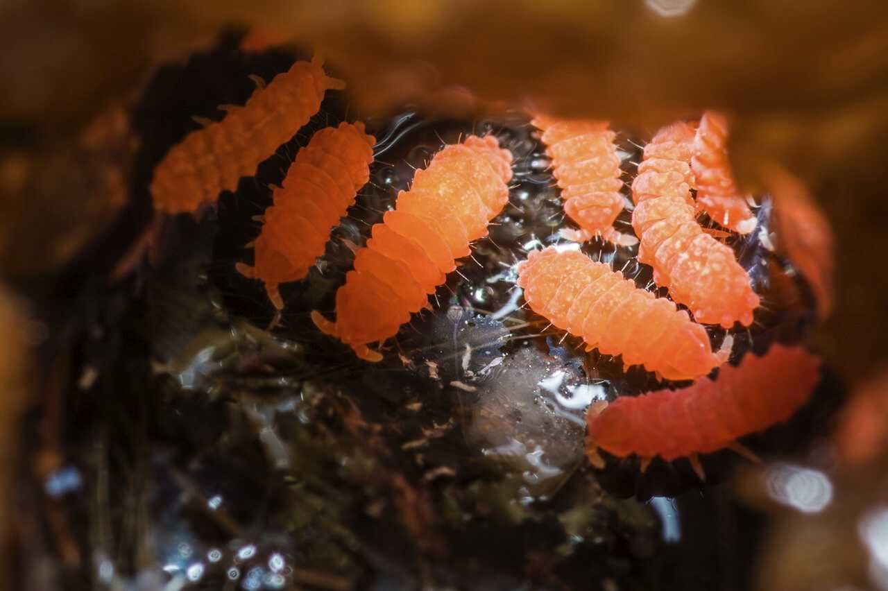 Skoczogonki pomarańczowe - Yuukianura aphoruroides - hodowla