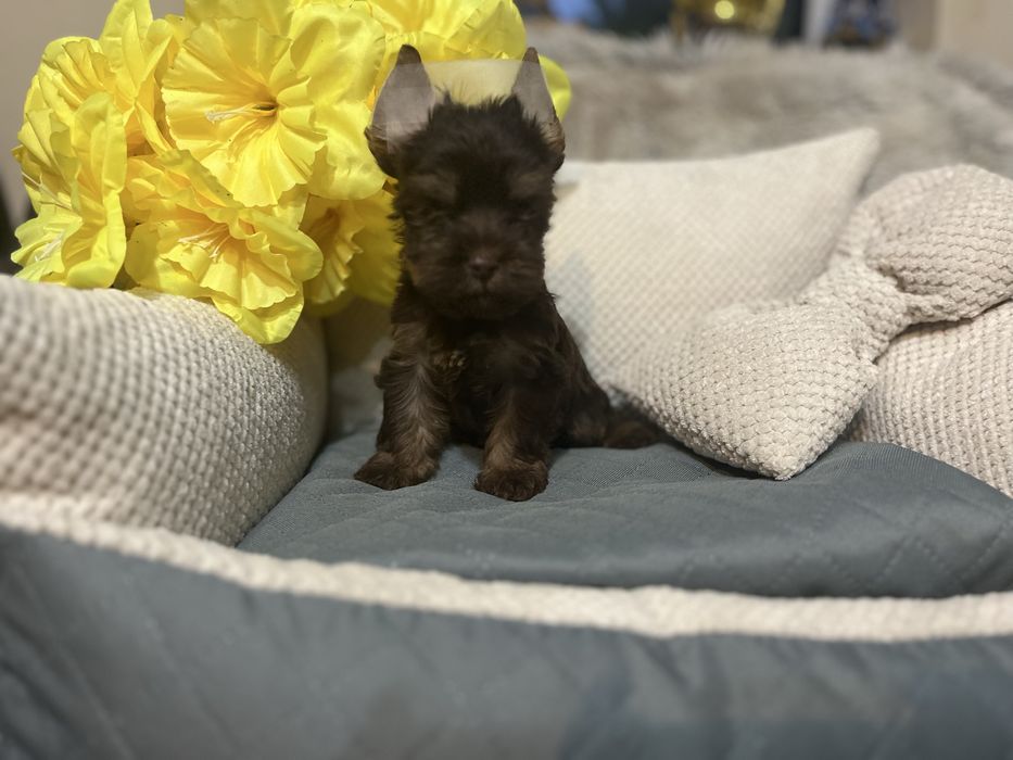 Czekoladowo pod sunia yorkshire terrier
