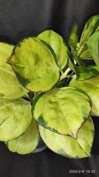 Hoya pachyclada  variegata, хойя