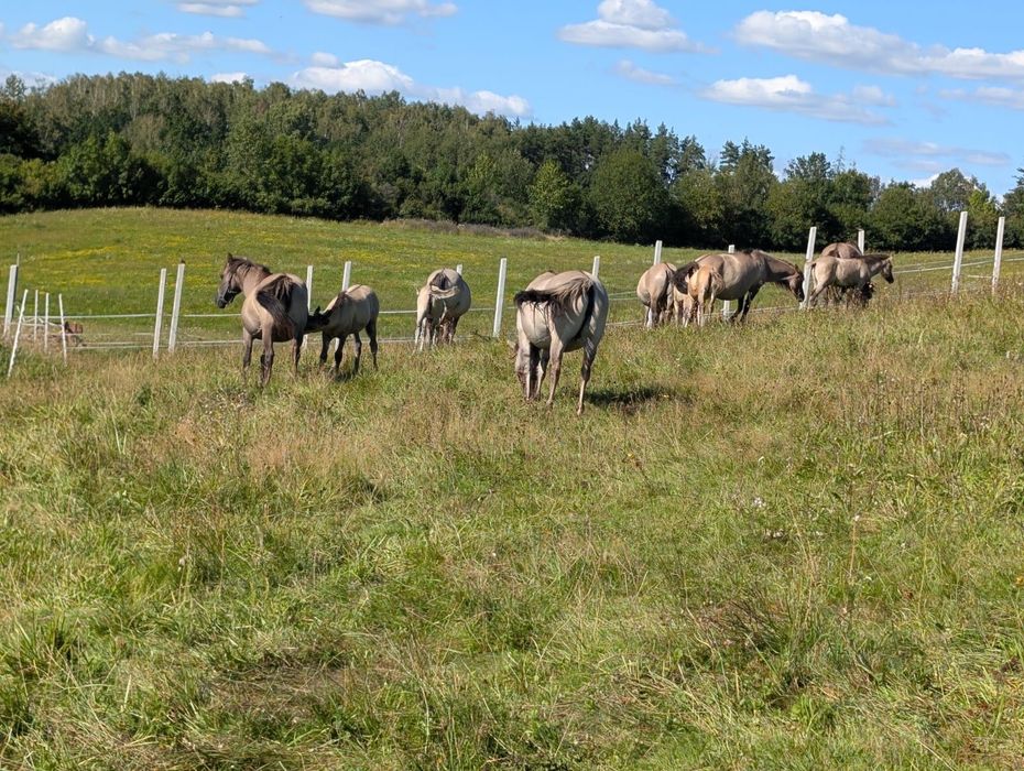 Sprzedam koniki polskie tegoroczne