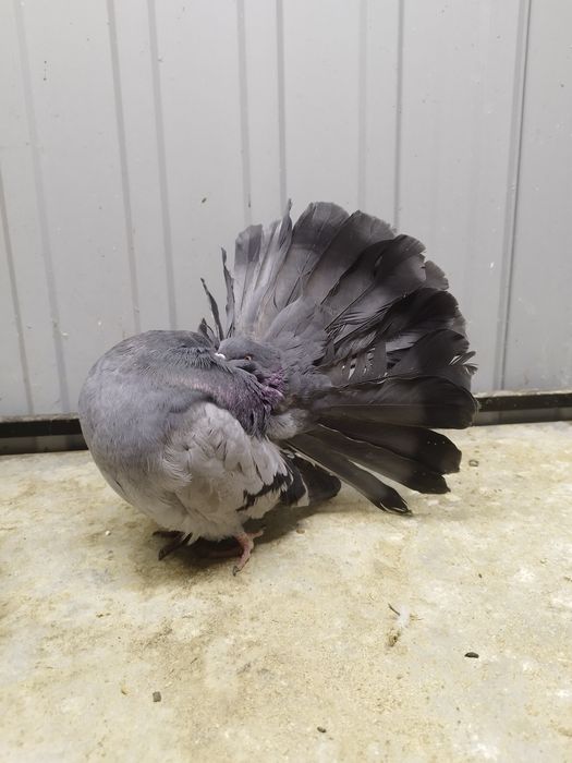 Pawik Pawiki Sprzedam