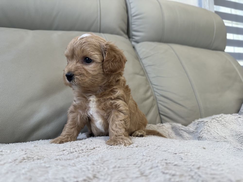 Maltipoo F1- przepiękny piesek (chłopczyk)