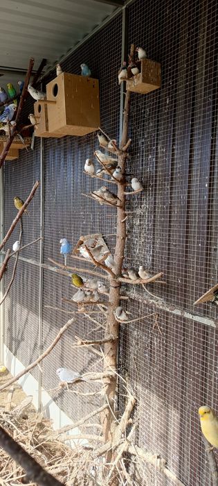 Zeberka Zeberki 2025