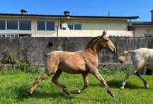 Poldra cruzada lusitana 10meses baia