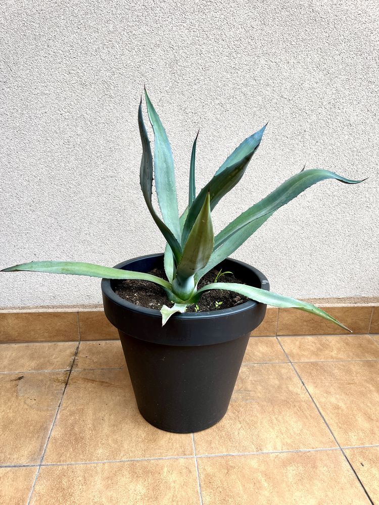AGAWA (agave deserti var. simplex)