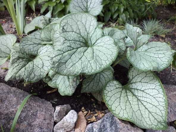 Продам Брунеру, Морозник,Герань,Осока,Фиалка, Флоксы