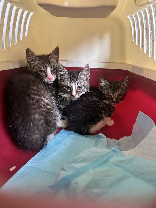 3 kociaki do pilnej adopcji