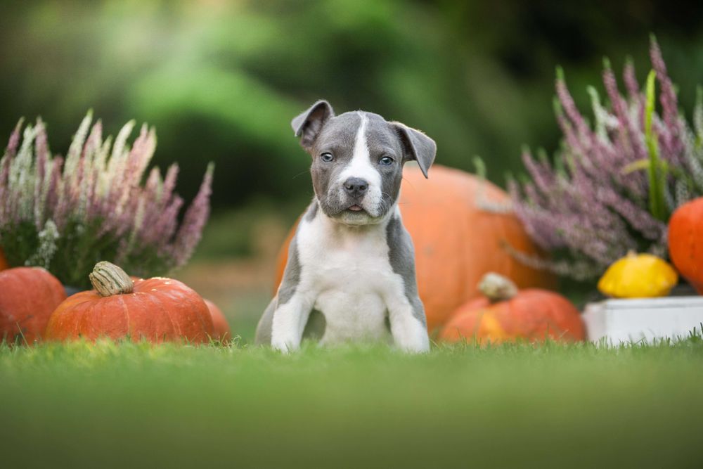 American Staffordshire terrier Amstaff ZKwP FCI