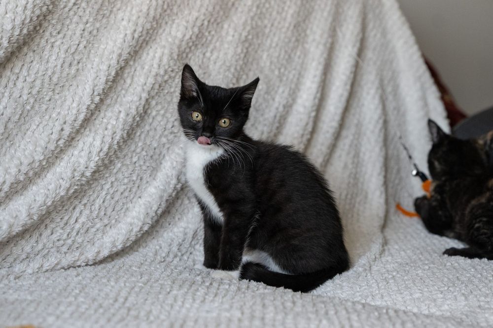 Baton słodki przyjaciel