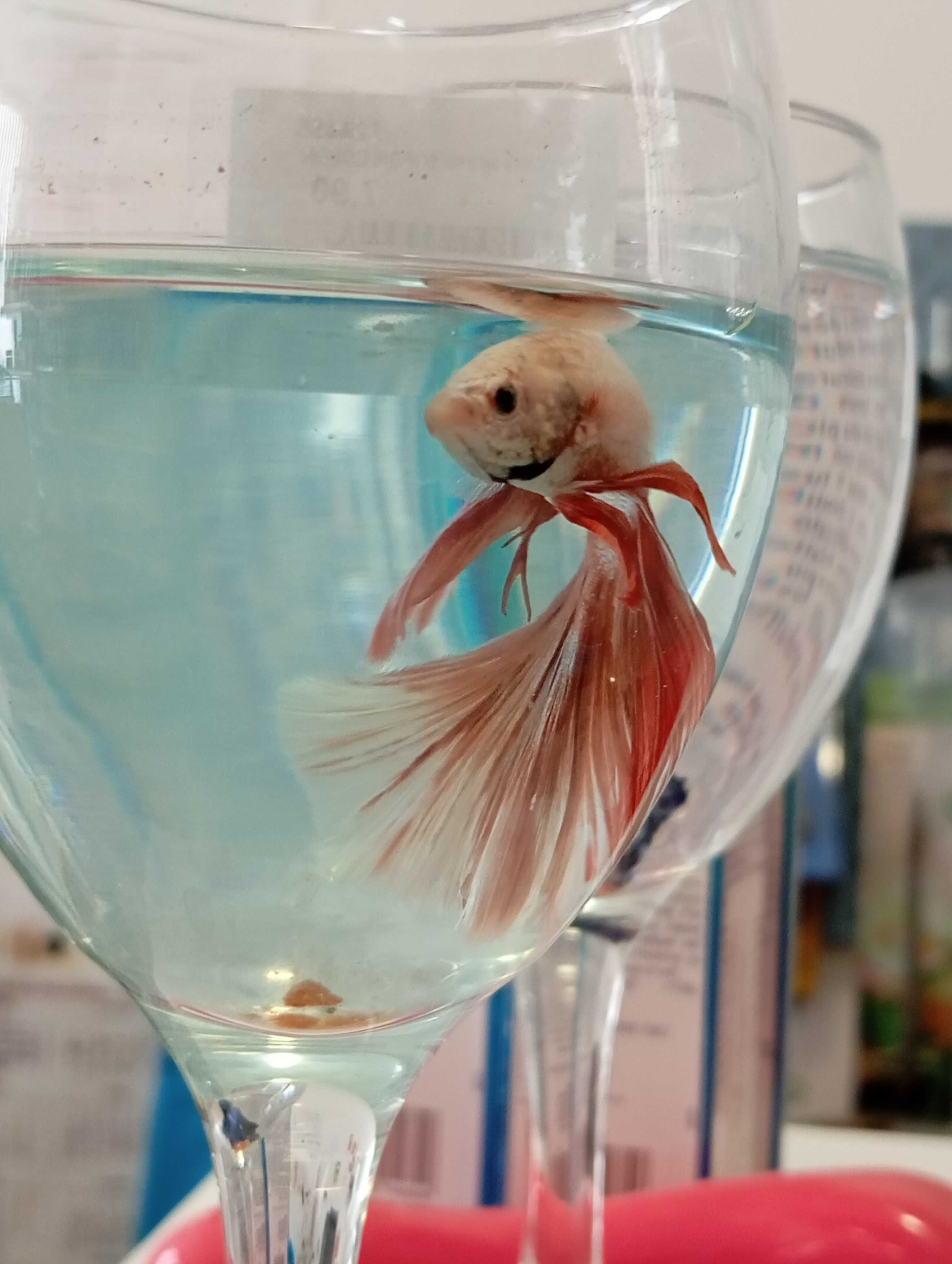 Betta Super Delta