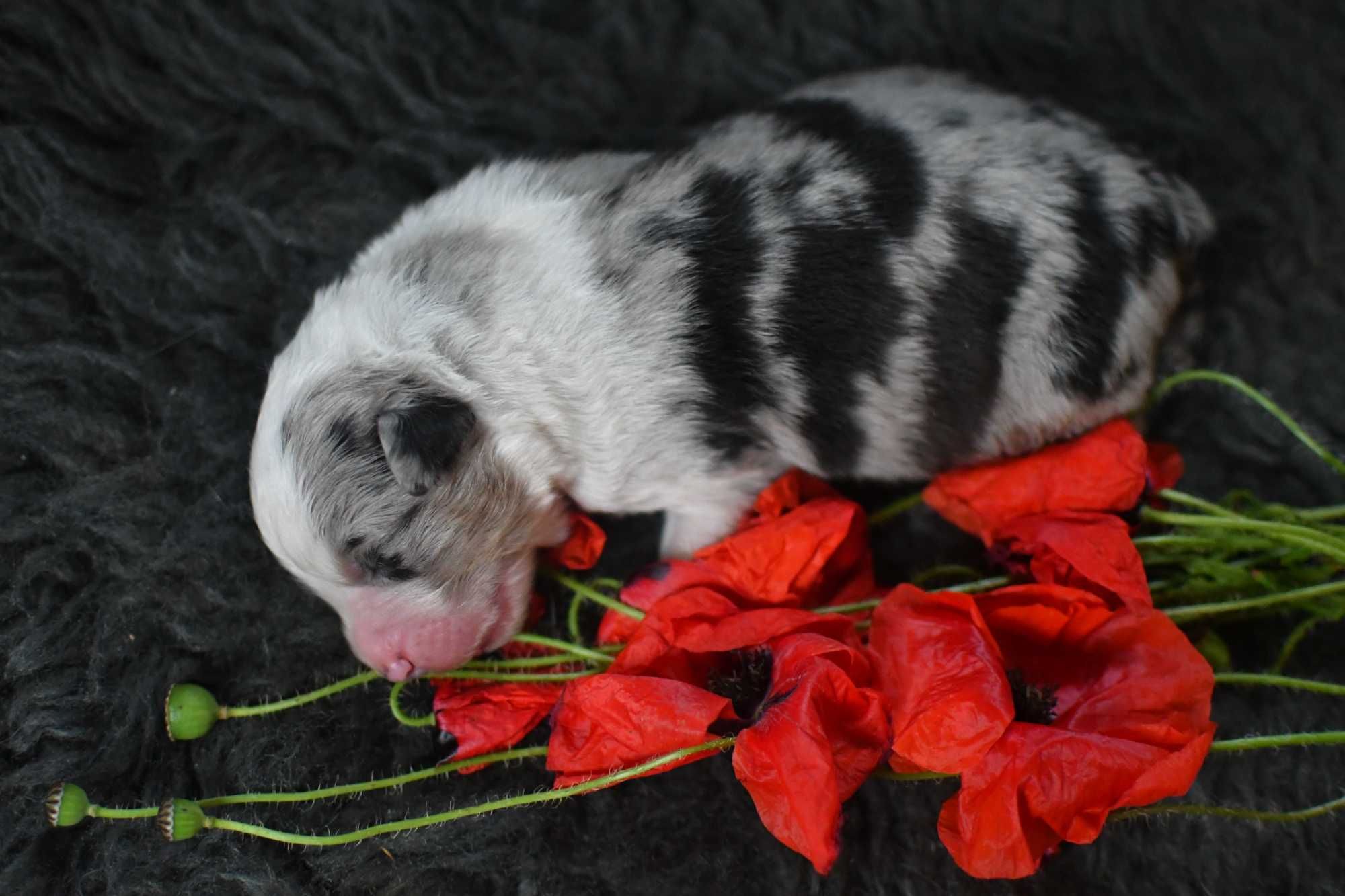 Owczarek australijski blue merle z ogonkiem po championach