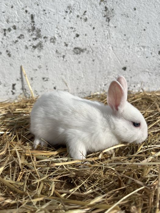 Coelhos anoes lindos.