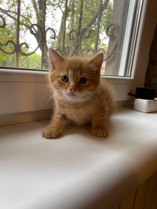 КОТЯТА БЕСПЛАТНО!!! ХАРЬКОВ Рыжие и серый , домашние