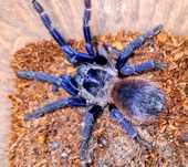 Samica Pterinopelma sazimai